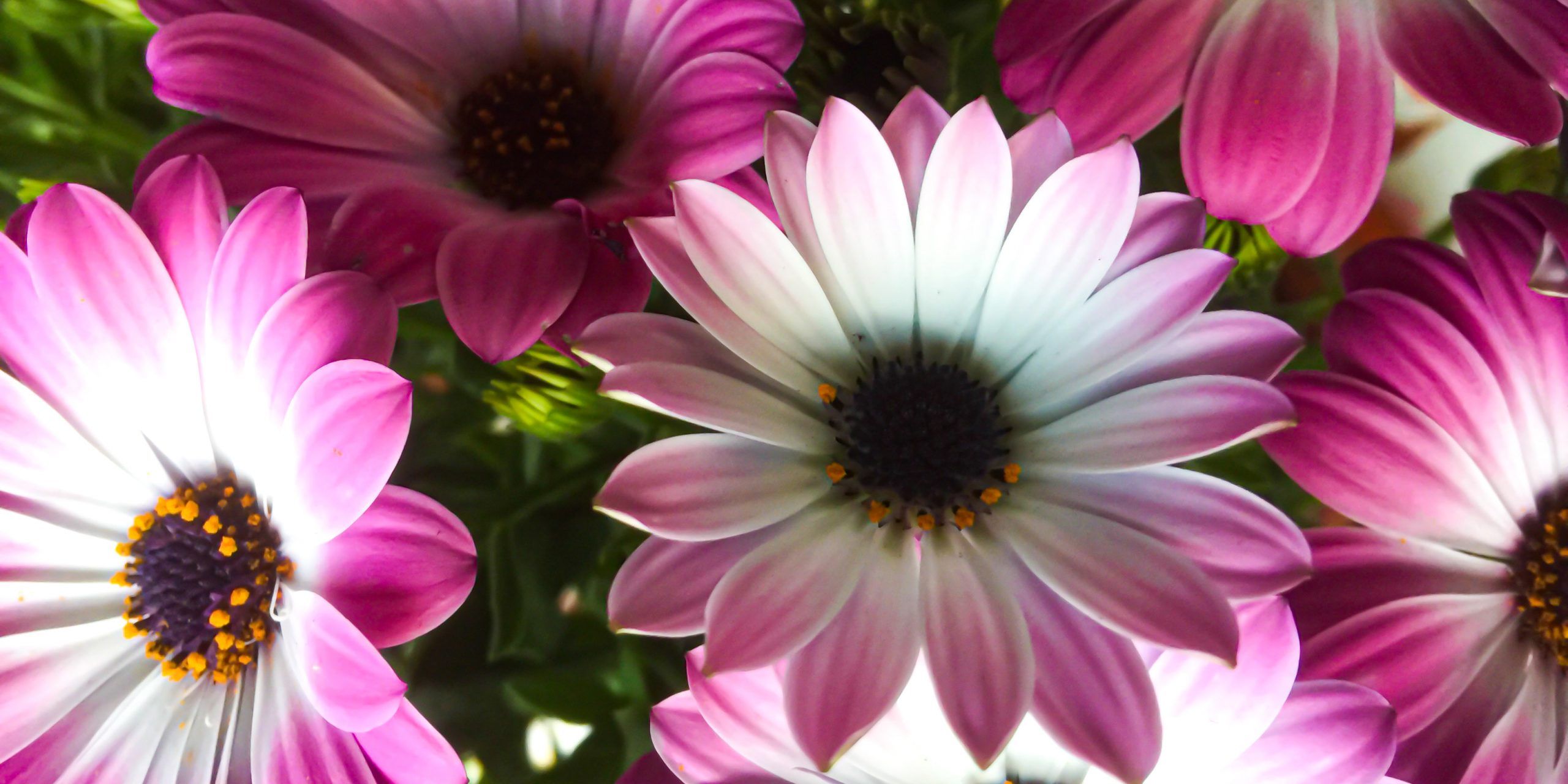 Allethea Mattos- Flores de mi jardín.